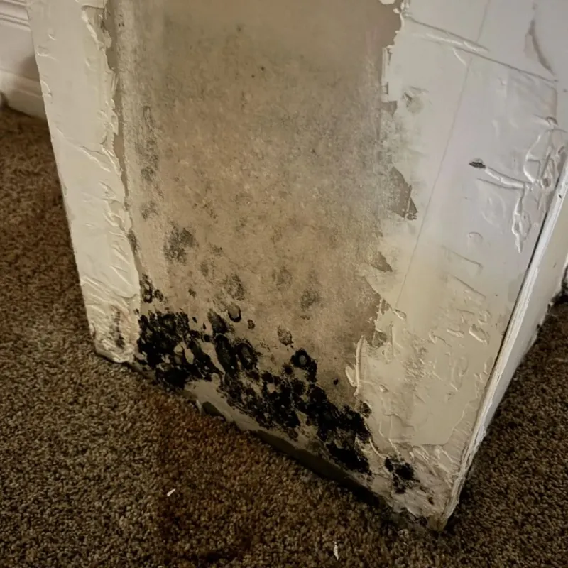 Professional Mold Removal in Tolland County, CT